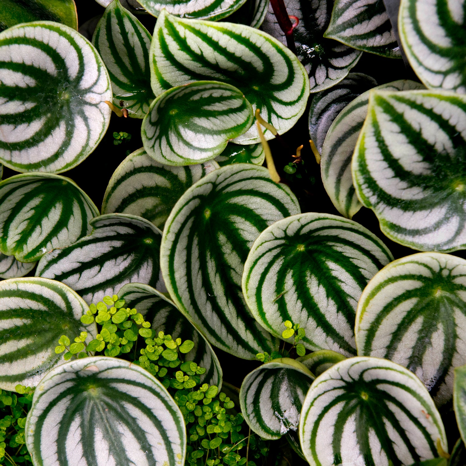 10 underrated houseplants, according to professional green thumbs