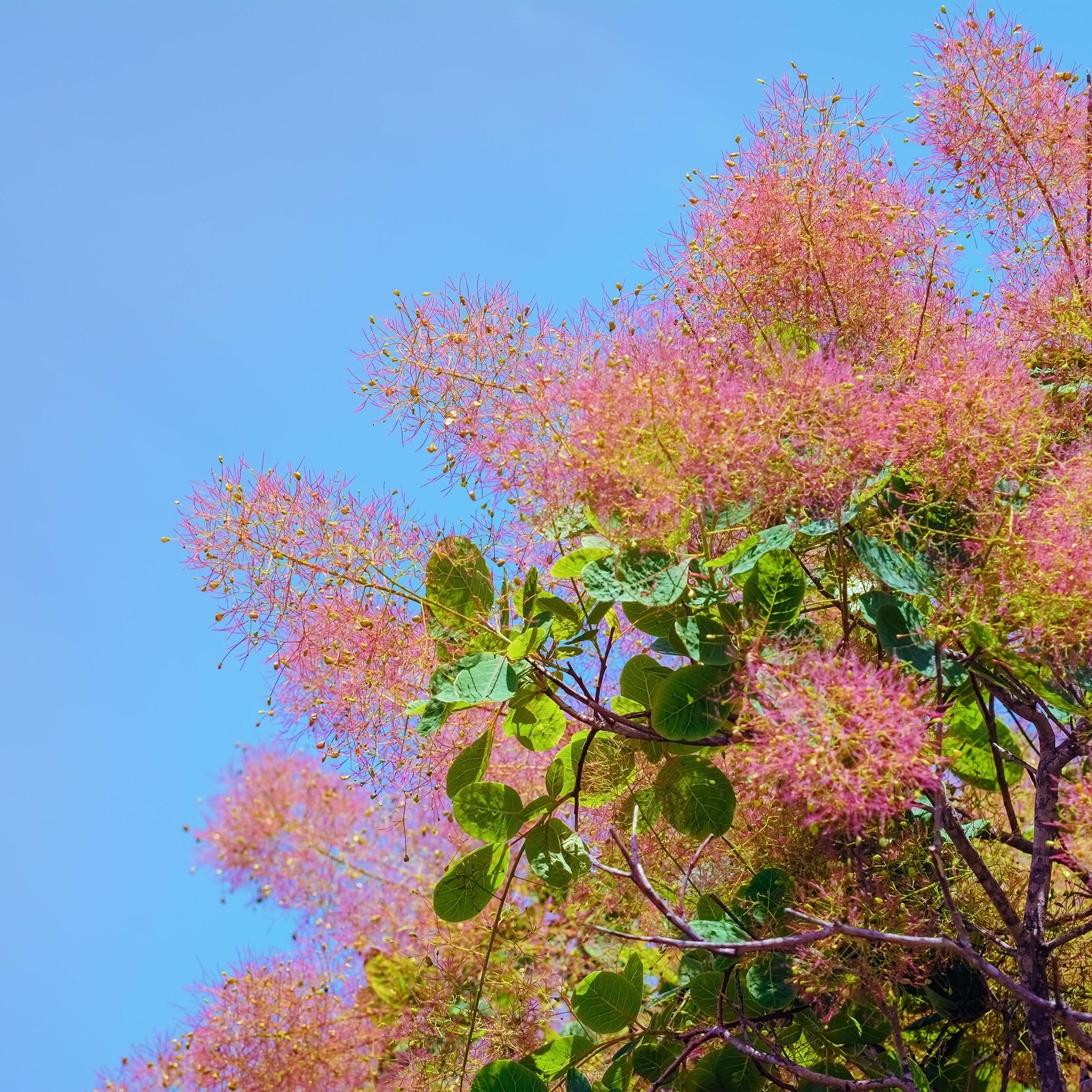 Why the smoke bush is the perfect plant for autumn colour