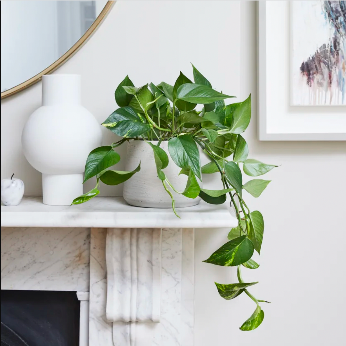 How to care for a pothos plant